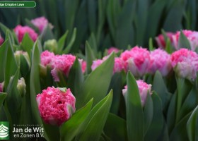 Tulipa Crispion Love ® (3)